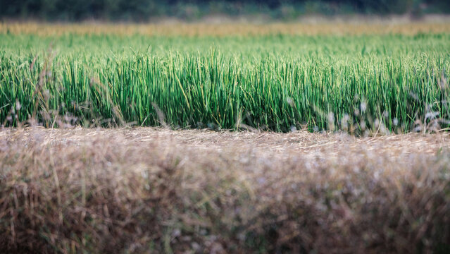 Lush green rice field in rural agricultural landscape, rows of young rice plants growing across paddy and harvested or dried vegetation in foreground, seasonal rice cultivation, shallow depth of field