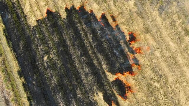 Aerial drone footage captures a large rice field fire burning dry vegetation, leaving charred black soil and smoky patches across the harvested agricultural landscape.
