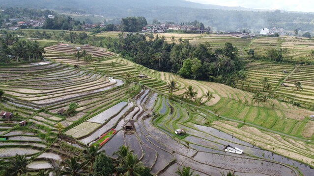 Panoramic aerial view of Jatiluwih green rice terraces UNESCO World Heritage site in Bali, Indonesia