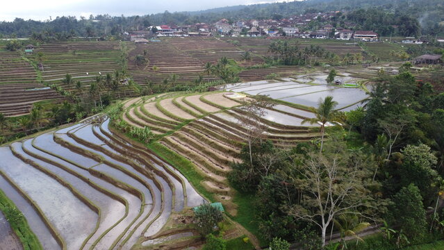 Panoramic aerial view of Jatiluwih green rice terraces UNESCO World Heritage site in Bali, Indonesia