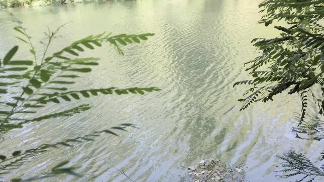Dettaglio video del movimento dell'acqua dolce con lievi onde e riflessi di luce, parzialmente coperta da rami e fogliame verde ai lati dell'inquadratura