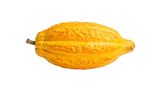 a ripe cocoa pod isolated on transparent background