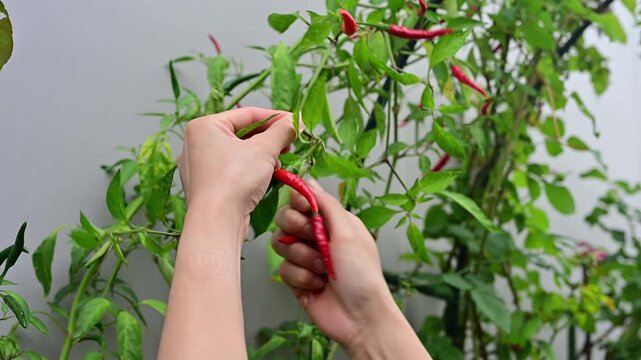 Someone hands picking red chili peppers from chili Tree. Chili peppers (Capsicum annuum) are the fruits of Capsicum pepper plants, notable for their hot flavor.