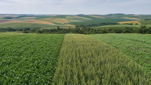 Adjacent farm fields showing different rotation crops at the same growing stage, useful commercial concept with generous copy space