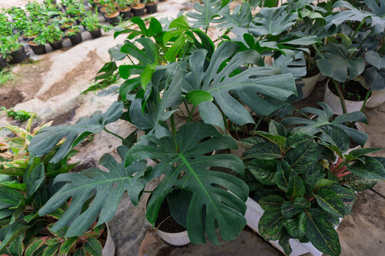 Fresh green Monstera deliciosa plants with split leaves growing in white pots at plant nursery