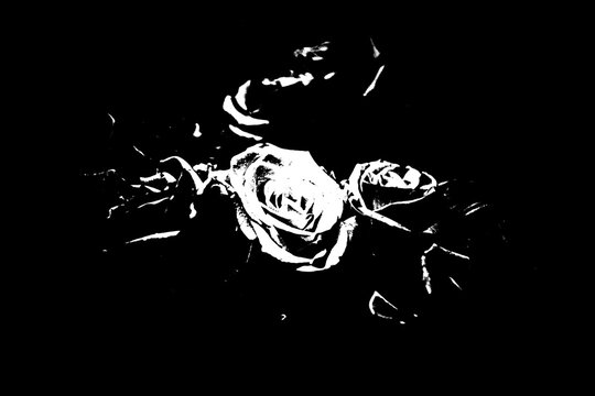 Grafische Pop-Art-Rosen-Illustration im Stencil-Stil, Hoher Kontrast, Schwarz-Wei&szlig;-Blumen-Design