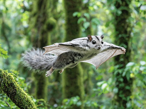 Gliding Japanese Flying Squirrel with Fully Stretched Patagium
