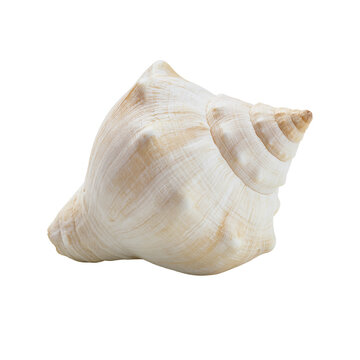 Whelk seashell isolated on white background