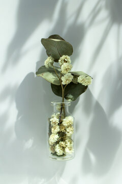 Dried flower arrangement with eucalyptus leaves in glass vase on light background