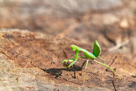A predatory insect praying mantis, with its prey