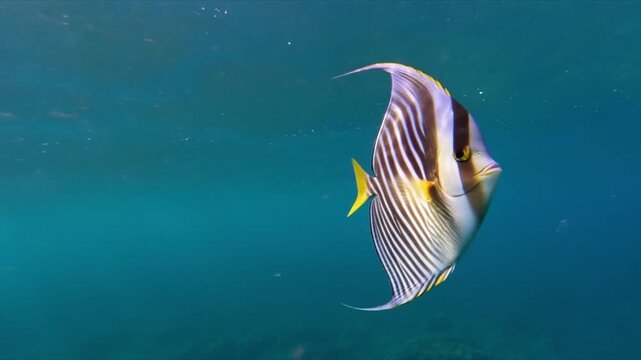 Oriental Sweetlips (Plectorhinchus vittatus) is a striking tropical reef fish with bold black and white stripes, yellowish fins, and elegant patterns, swimming peacefully through clear ocean waters.