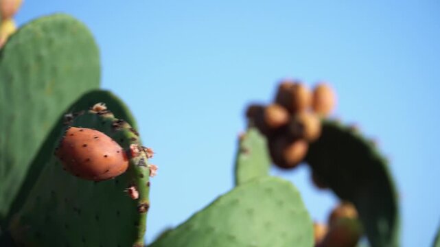 Close Up, prickly pears on the cactus