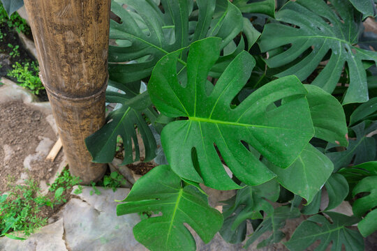 Fresh green Monstera deliciosa plants with split leaves growing in white pots at plant nursery