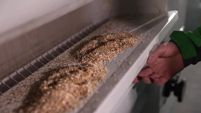 Close up of a worker's hand checking the quality of ground malt from a grist mill, a crucial step in the process of brewing beer at a modern craft brewery manufacturing plant