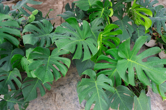 Fresh green Monstera deliciosa plants with split leaves growing in white pots at plant nursery