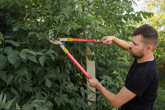 A man in black t-shirt trims thickets of dense bushes with a large lopper