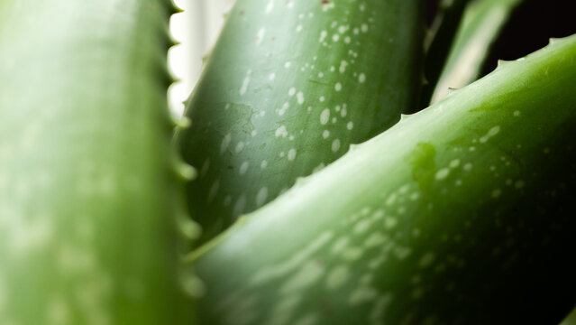 fresh green aloe vera leaves natural organic ingredient for skincare and herbal medicine