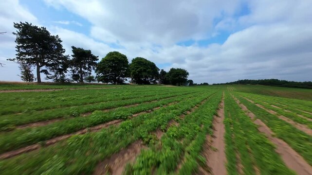 FPV Drone Fast Low Flight Skimming Over Crop Rows in Nottinghamshire UK