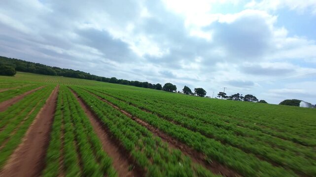 FPV Drone Fast Low Flight Skimming Over Crop Rows in Nottinghamshire UK