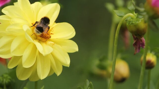 Ape che succhia il nettare da un fiore giallo