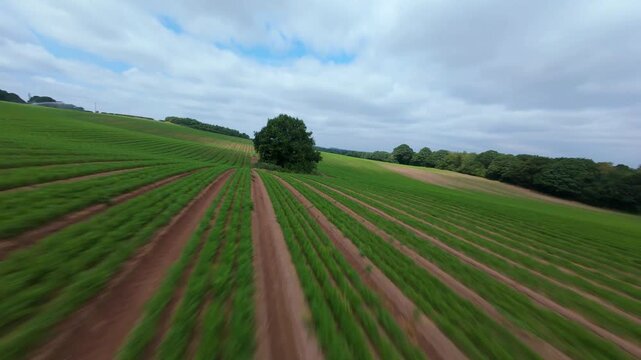 FPV Drone Fast Low Flight Skimming Over Crop Rows in Nottinghamshire UK