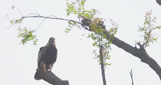 Tawny Eagle yawning on bare branch; slow motion macro beak gaping loop against white sky
