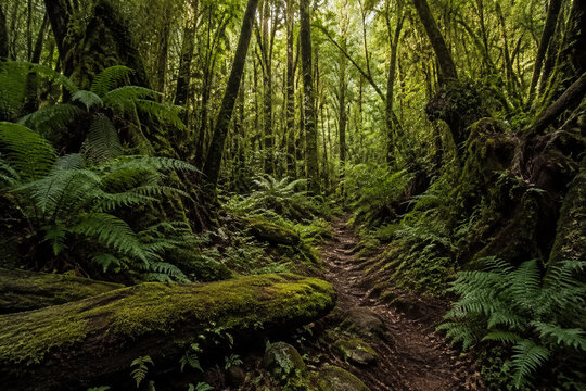 Uncivilized primeval forest floor with ferns and mossy logs