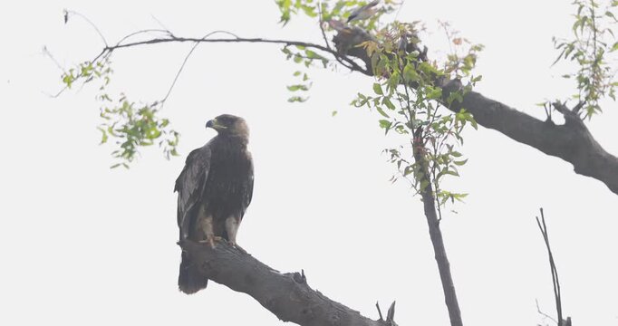 Tawny Eagle on bare branch attacked by mobbing baybacked shrike; slow motion dive mobbing a raptor