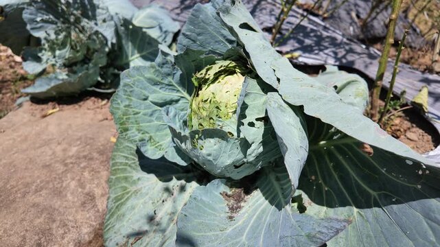 Damaged Cabbage Field Growth.