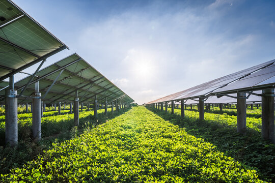A solar farm with photovoltaic panels installed above lush green vegetation under a bright sunny sky, demonstrating agrivoltaic energy generation.
