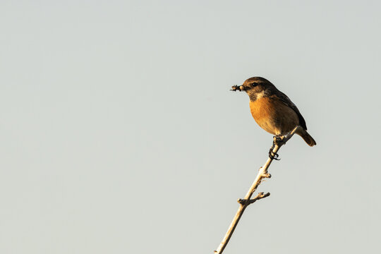 Male stonechat carrying prey