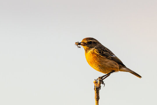 Adult male stonechat with insect prey