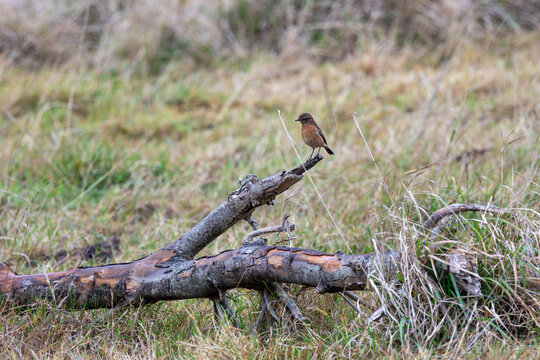 Stonechat on a fallen log