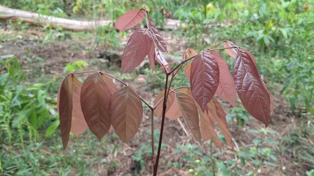 Young tender jengkol leaves Archidendron pauciflorum growing in the garden with natural background and daylight