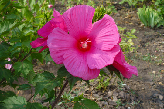 Magenta-colored flowers of Hibiscus moscheutos in July