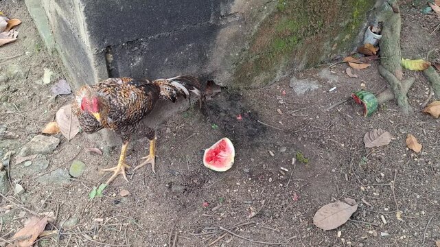 Free-range rooster Gallus gallus domesticus eating fresh watermelon slice on the ground in the backyard with natural daylight