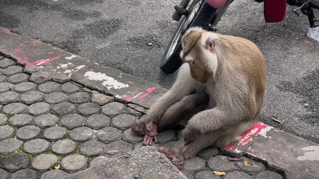 A male pig-tailed macaque sits on the edge of a sidewalk next to a parking lot and carefully inspects his paw while cleaning it at a public park in Phuket, Thailand.