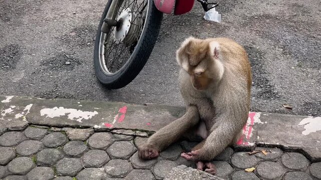 A male pig-tailed macaque sits on the sidewalk of a public park next to a parking lot, calmly observing the goings-on around him.
