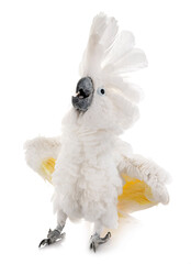 White cockatoo in studio © cynoclub