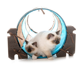 birman kitten in studio © cynoclub