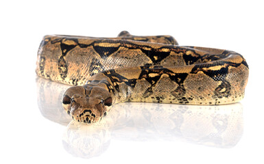 Fototapeta premium Boa imperator in studio