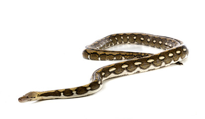 Fototapeta premium Reticulated python in studio