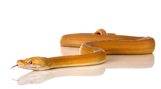 Reticulated python in studio