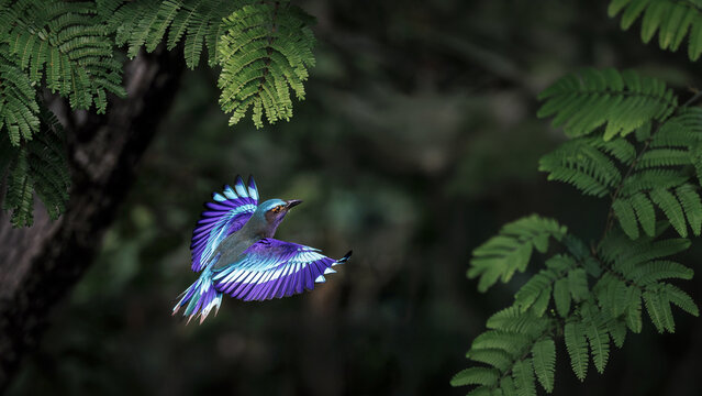 Indochinese Roller, Coracias affinis, flying over pond in forest park, brightly colored bird with various shades of blue on wings, tails, and belly, more prominent in flight, bird spreading wings