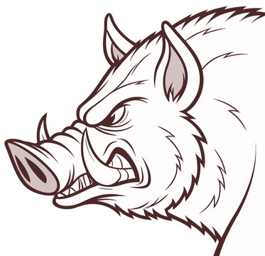 Pig's head line drawing