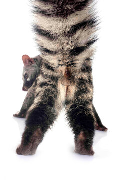 Common genet in studio