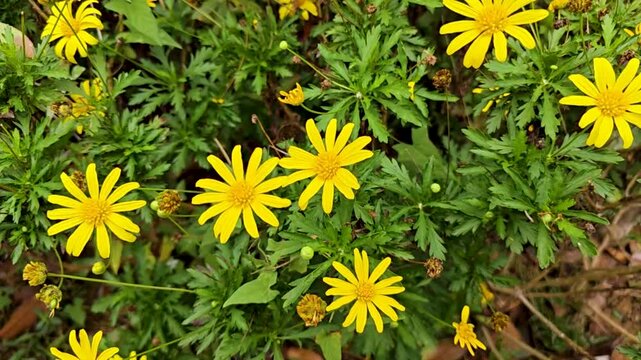 Yellow Wildflowers Among Green Foliage