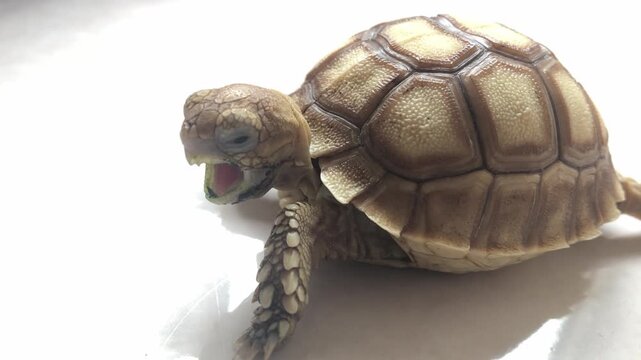 Baby african spurred tortoise sulcata yawning