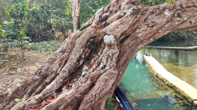 water apple tree trunk texture