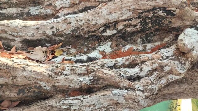 water apple tree trunk texture